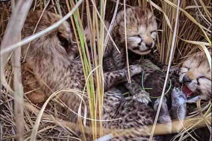 Namibian Cheetah named Jwala has given birth to three cubs in Kuno National Park