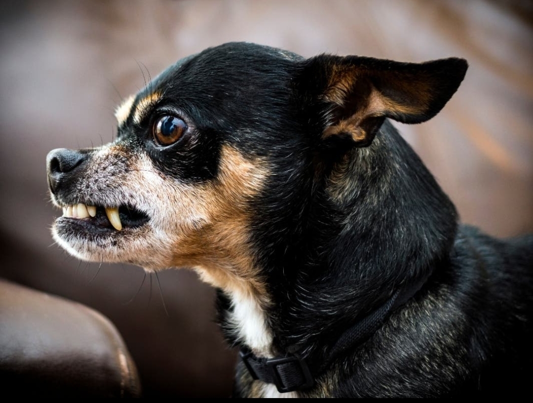Supreme Court Permits Action Against Rabid and Aggressive Stray Dogs Amid Nationwide Debate