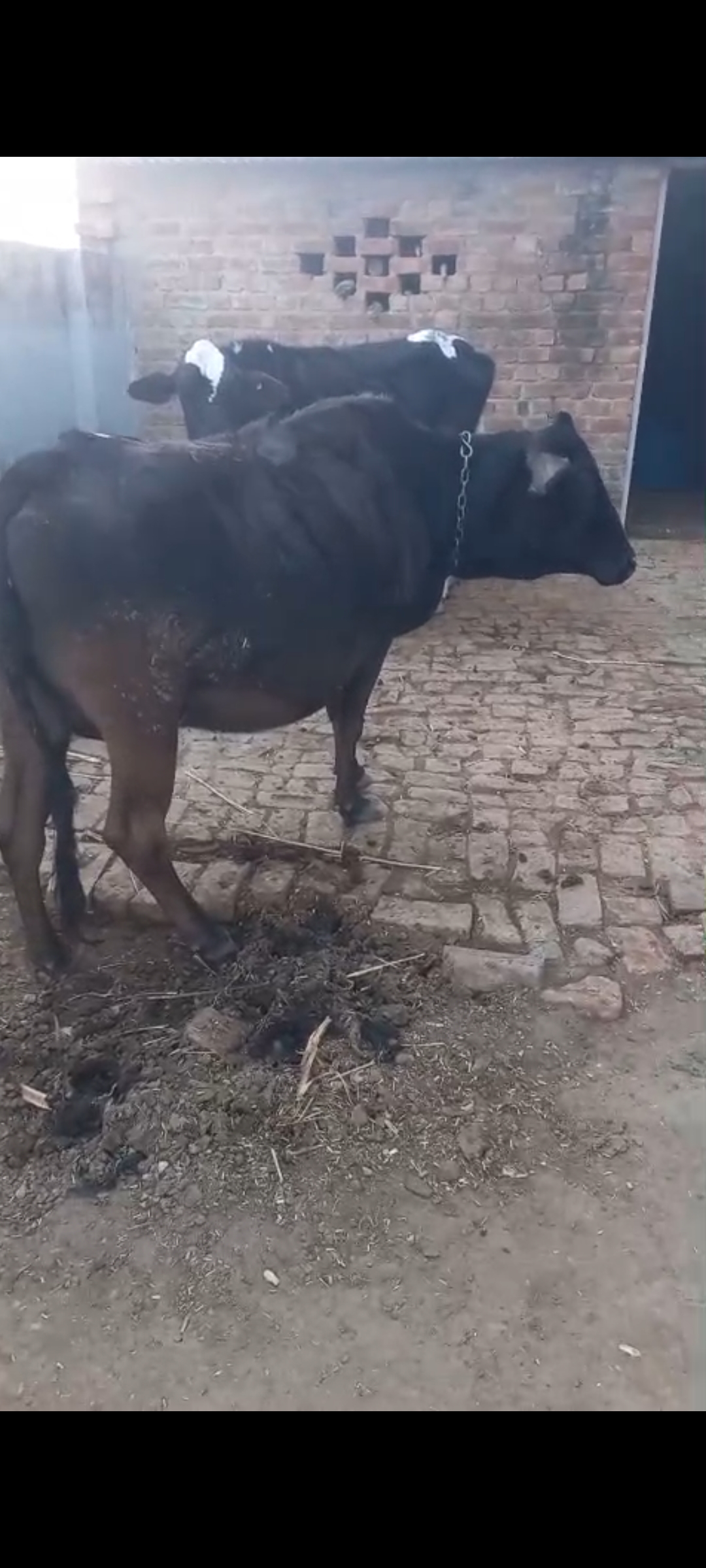Lost Notice For Cows